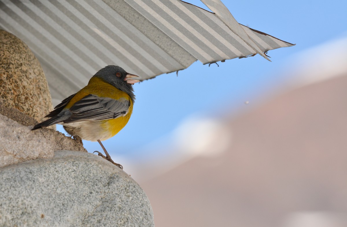Gray-hooded Sierra Finch (gayi/caniceps) - ML643461216