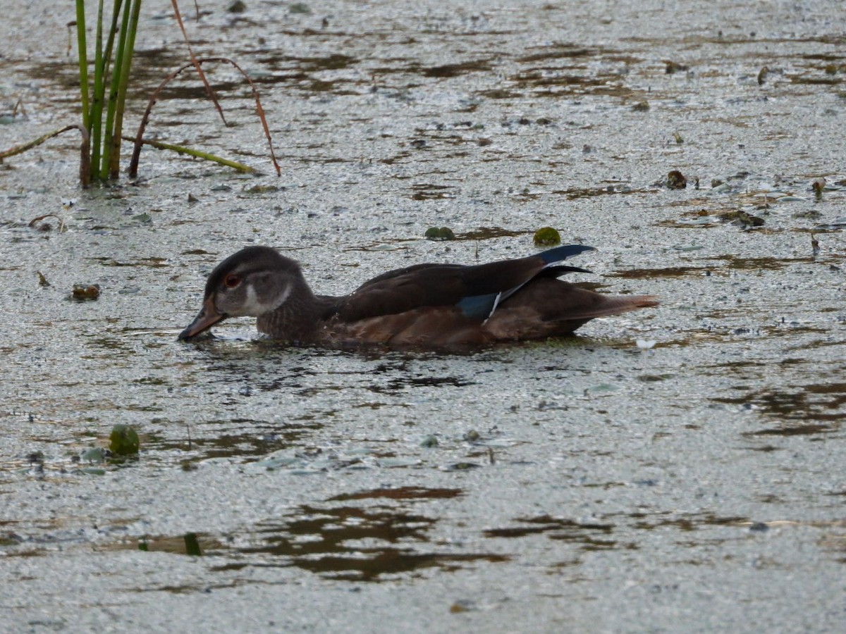 Wood Duck - ML643461227