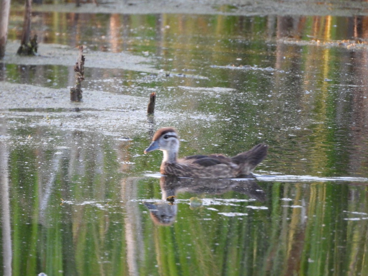 Wood Duck - ML643461228