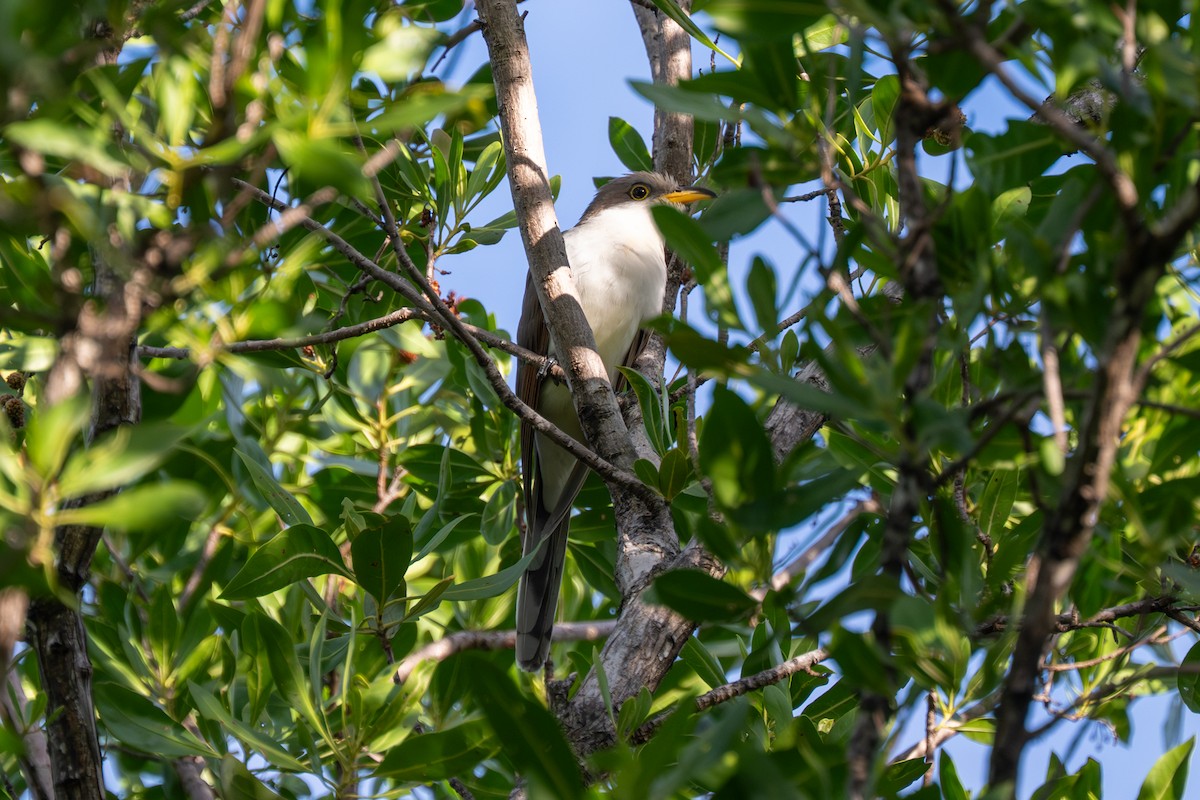 Cuclillo Piquigualdo - ML643461229