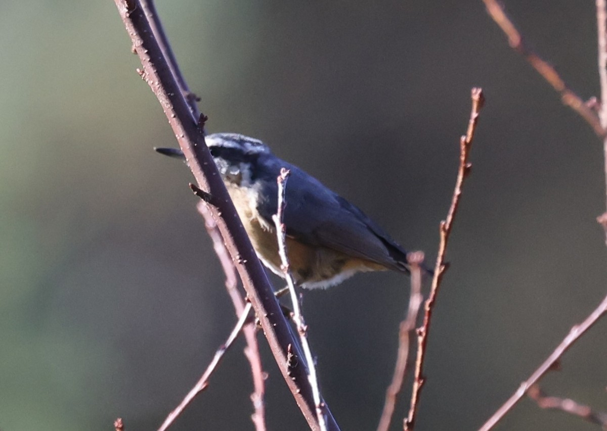 Red-breasted Nuthatch - ML643461244