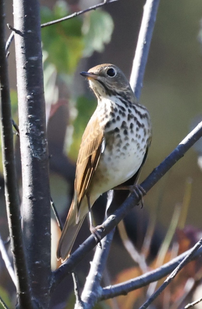 Hermit Thrush (faxoni/crymophilus) - ML643461255