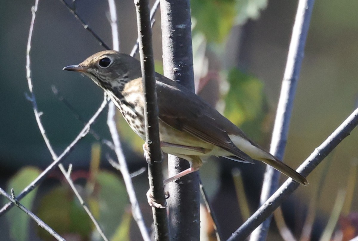 Hermit Thrush (faxoni/crymophilus) - ML643461256