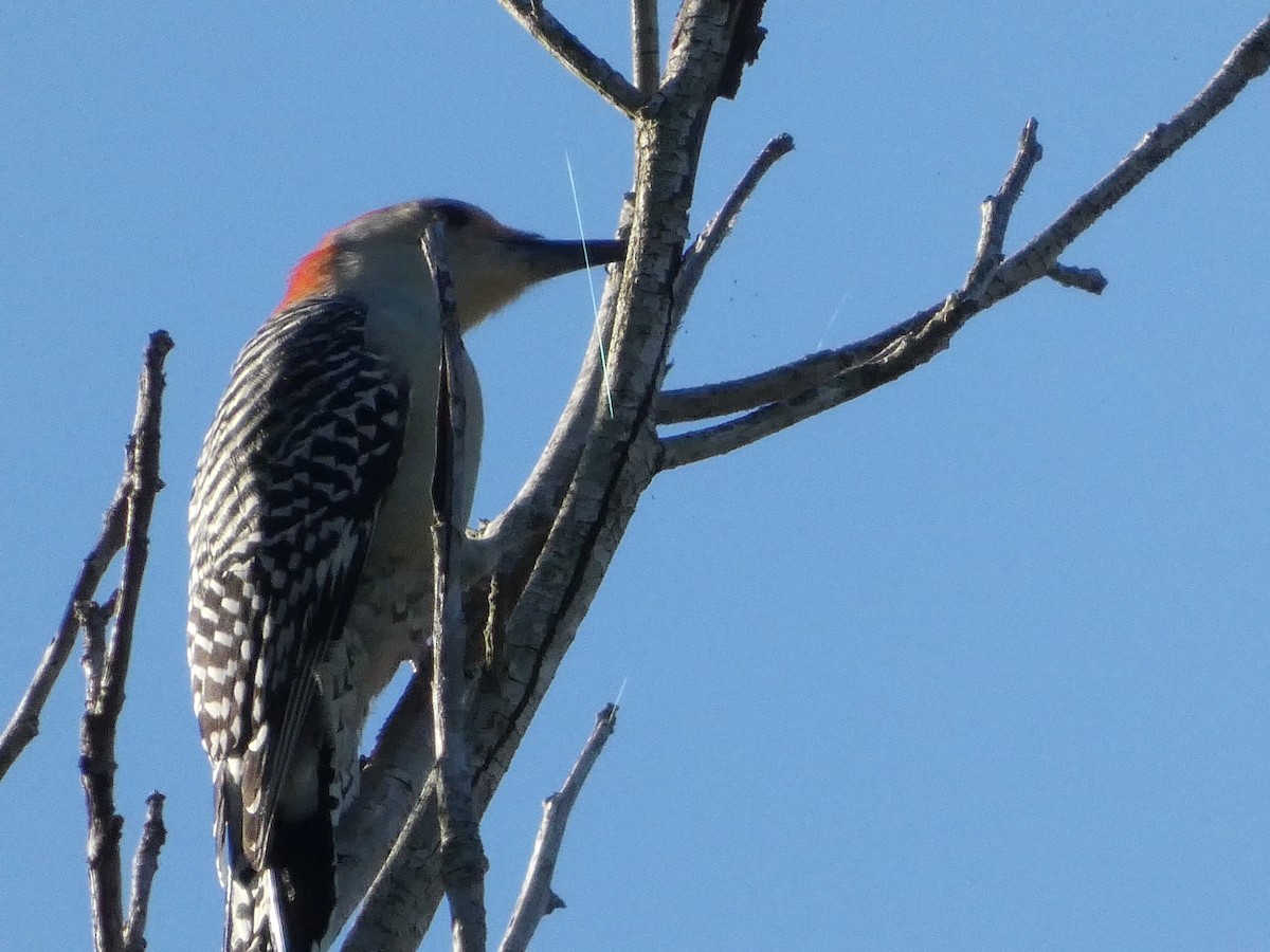 Red-bellied Woodpecker - ML643461262