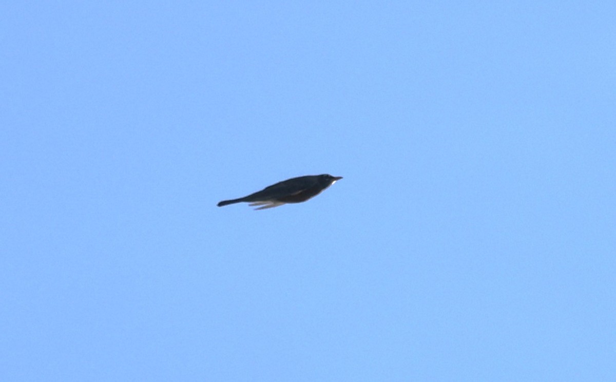 American Robin - ML643461266