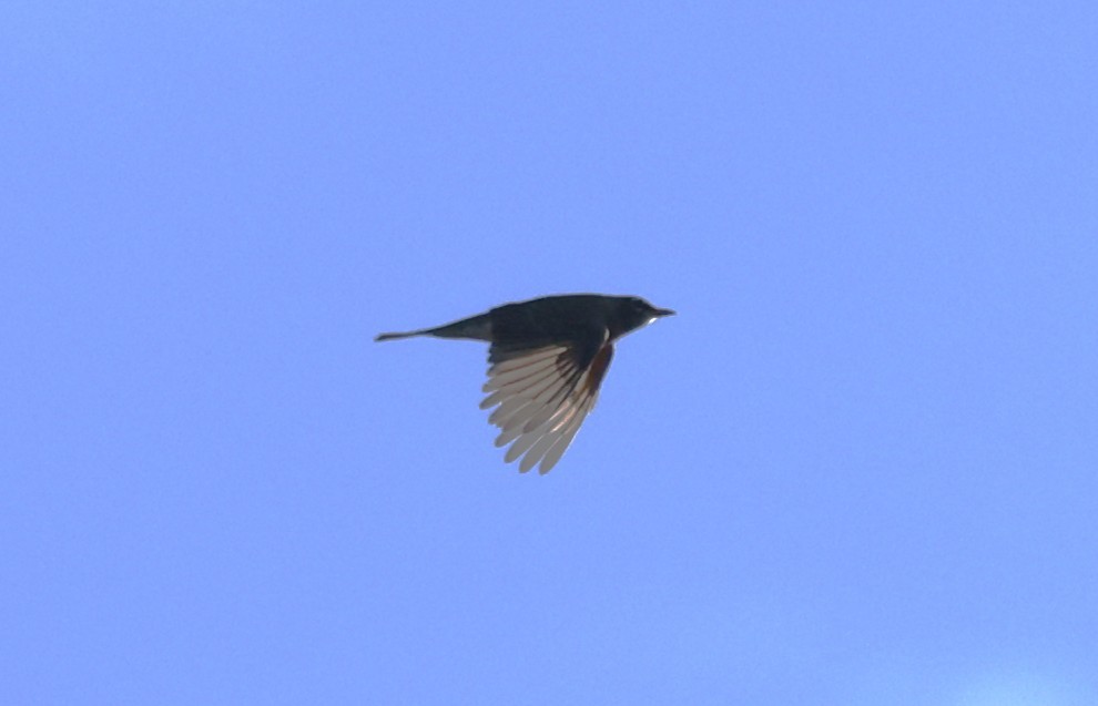 American Robin - ML643461267