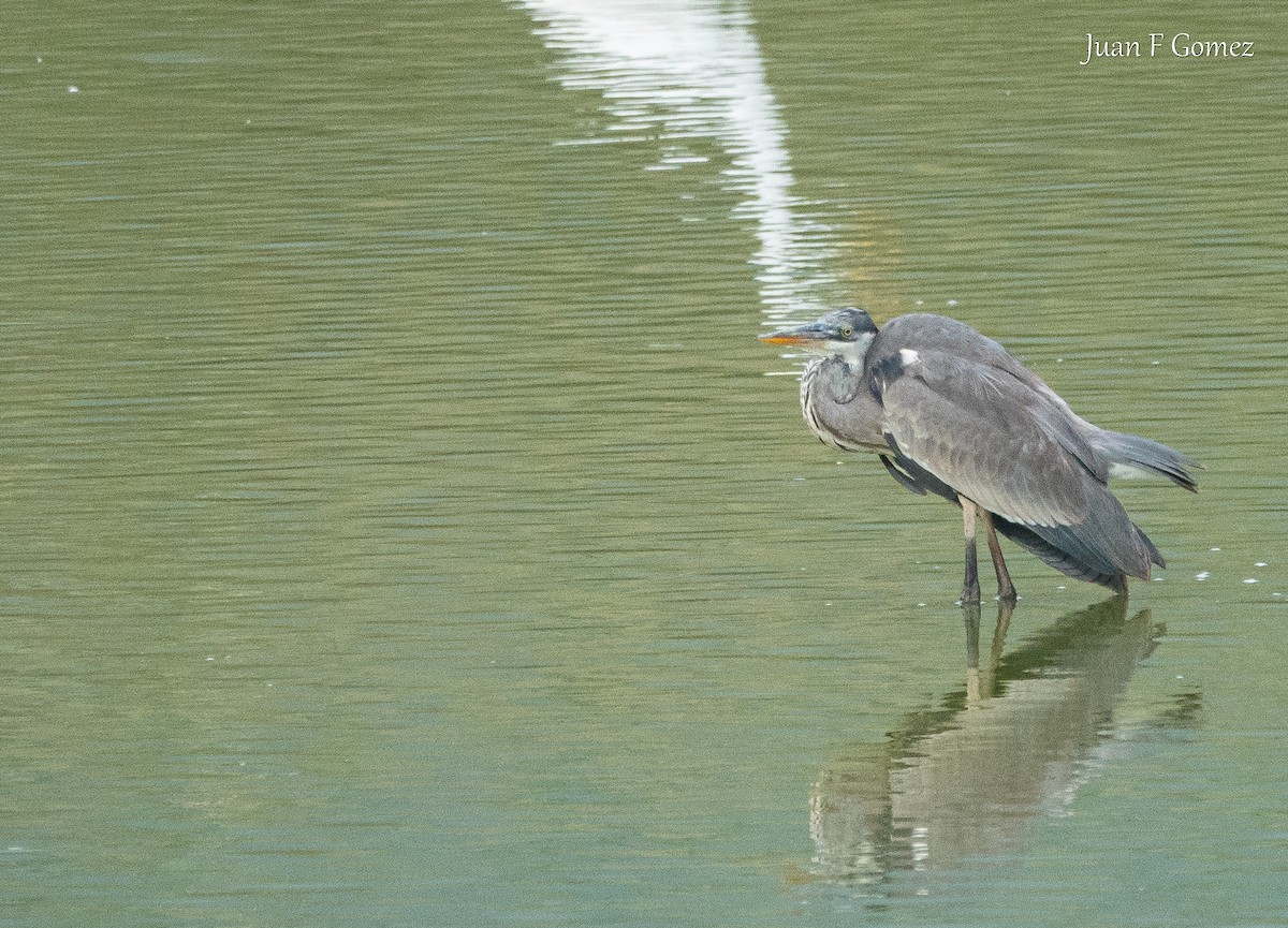 Cocoi Heron - ML643461272
