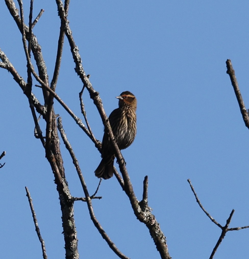 Red-winged Blackbird (Red-winged) - ML643461287