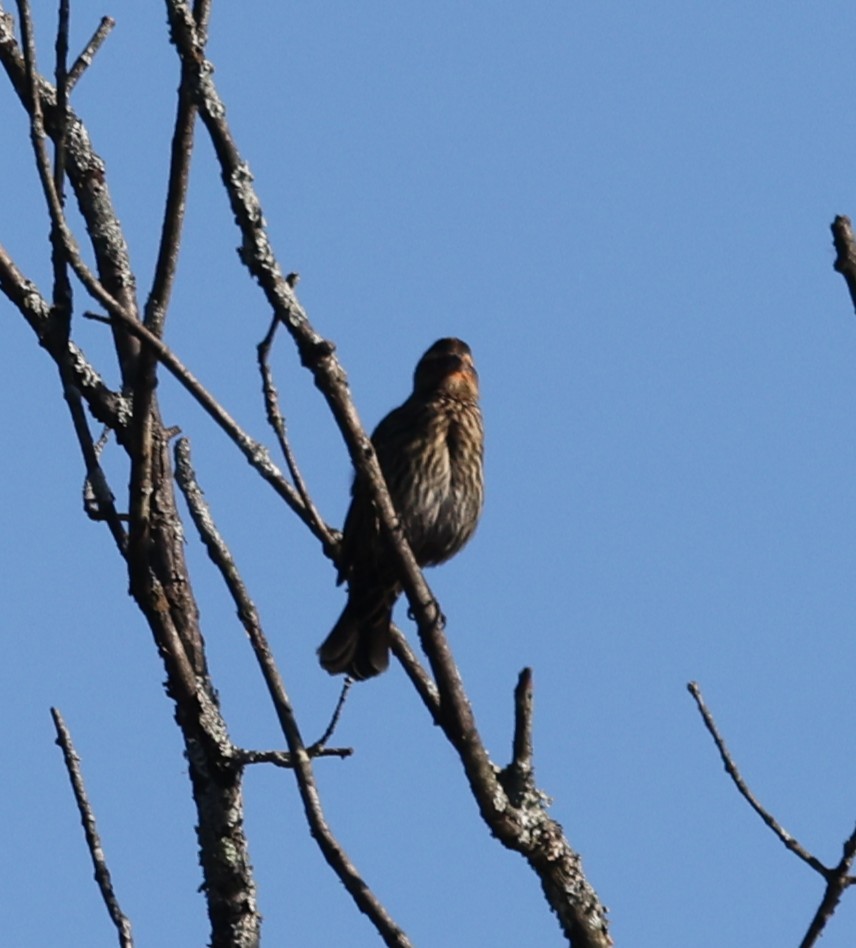 Red-winged Blackbird (Red-winged) - ML643461288