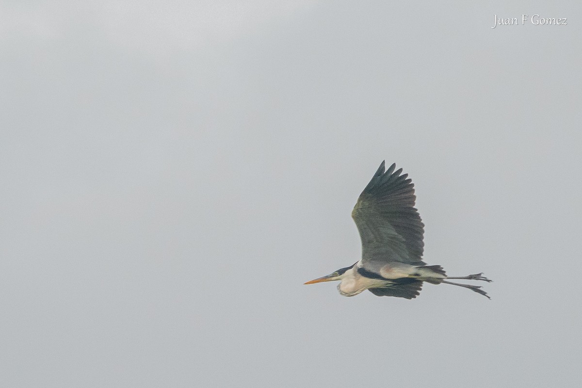 Cocoi Heron - ML643461298