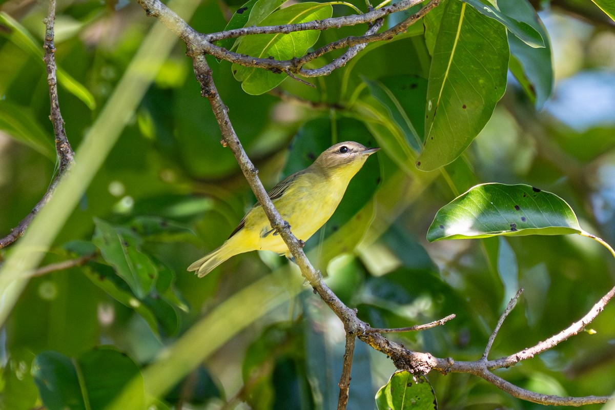 Philadelphia Vireo - ML643461302