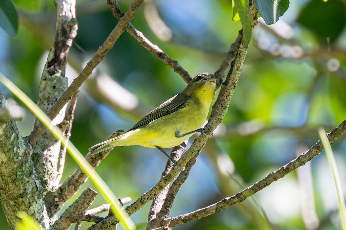 Philadelphia Vireo - ML643461303
