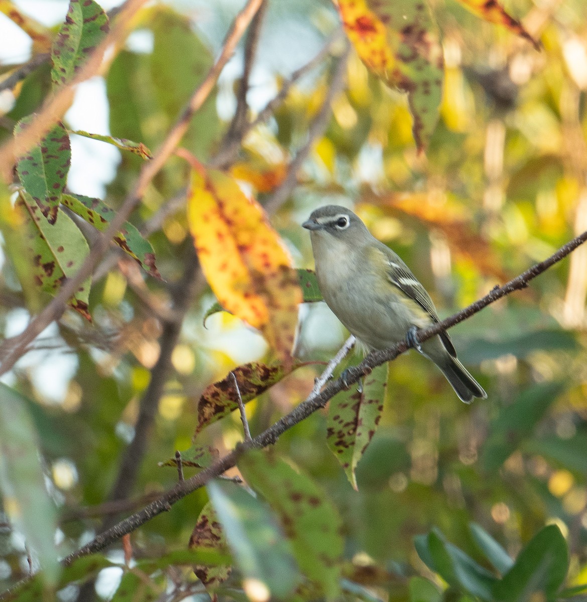 Blue-headed Vireo - ML643461307