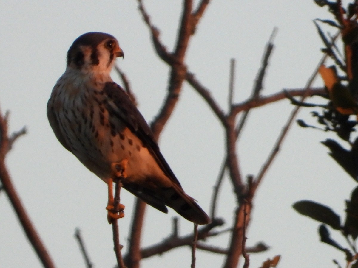 American Kestrel - ML643461310