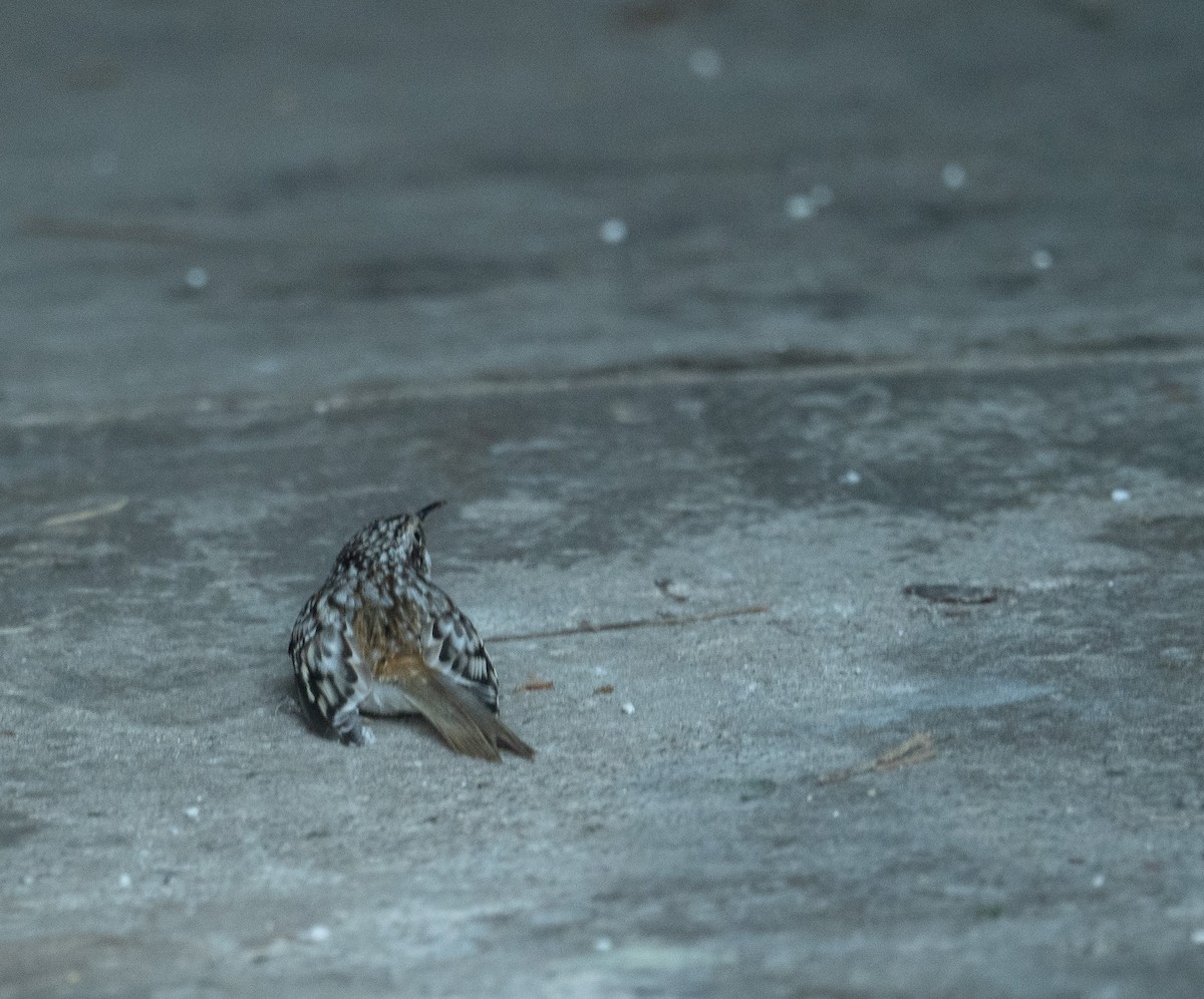 Brown Creeper - ML643461320