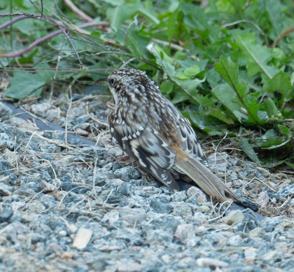 Brown Creeper - ML643461321