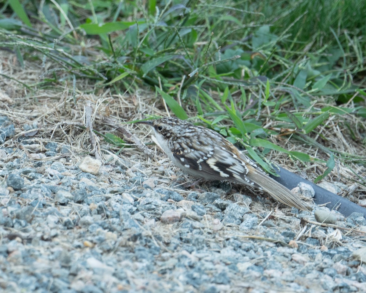 Brown Creeper - ML643461322