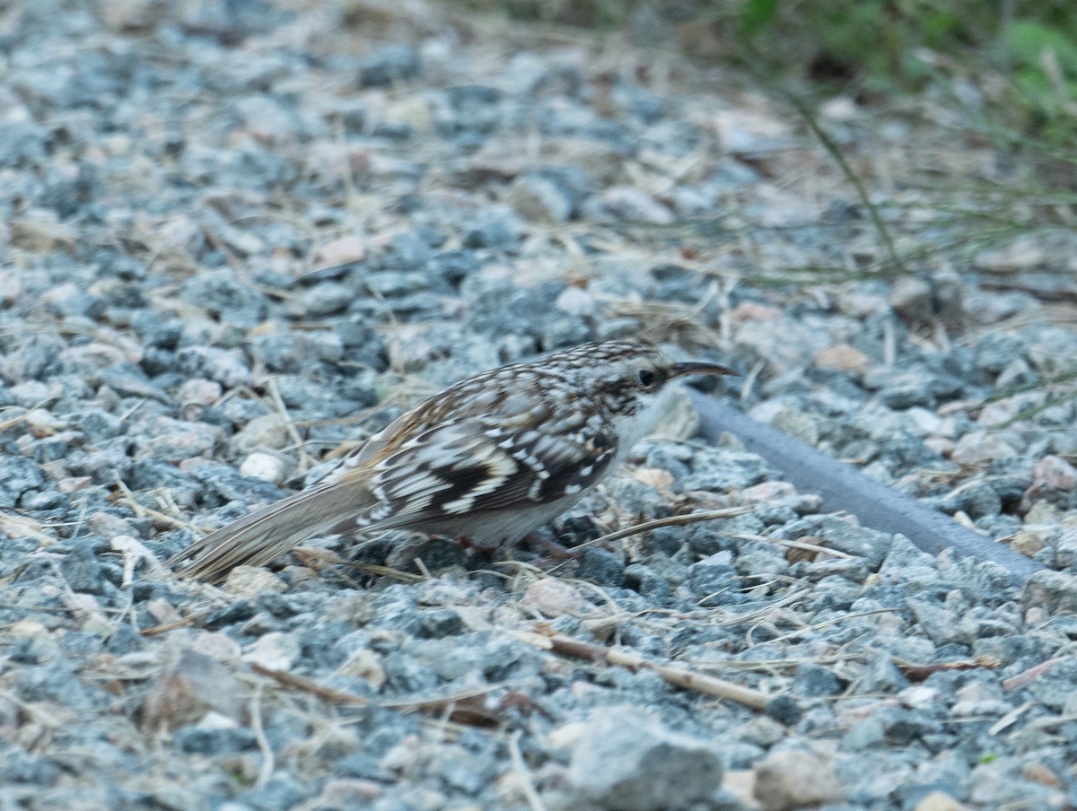 Brown Creeper - ML643461323