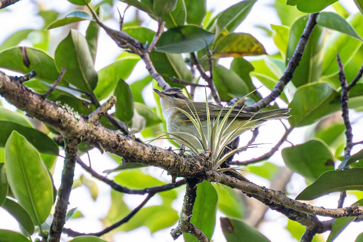 Red-eyed Vireo - ML643461324