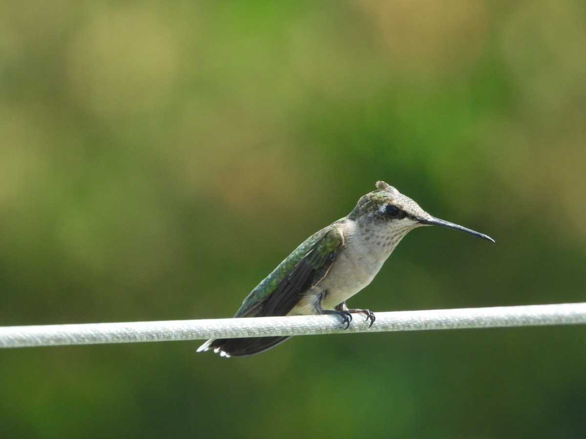 Ruby-throated Hummingbird - ML643461325
