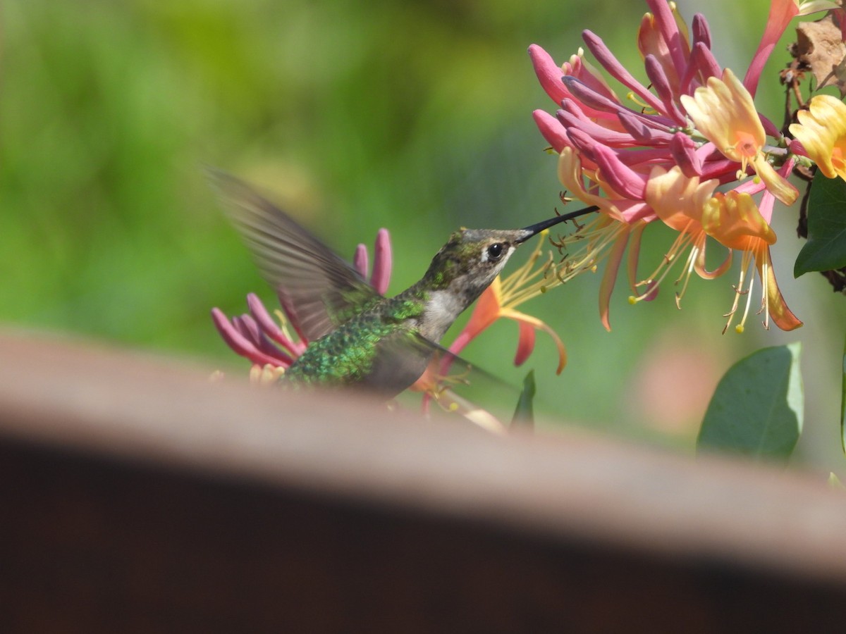 Ruby-throated Hummingbird - ML643461327