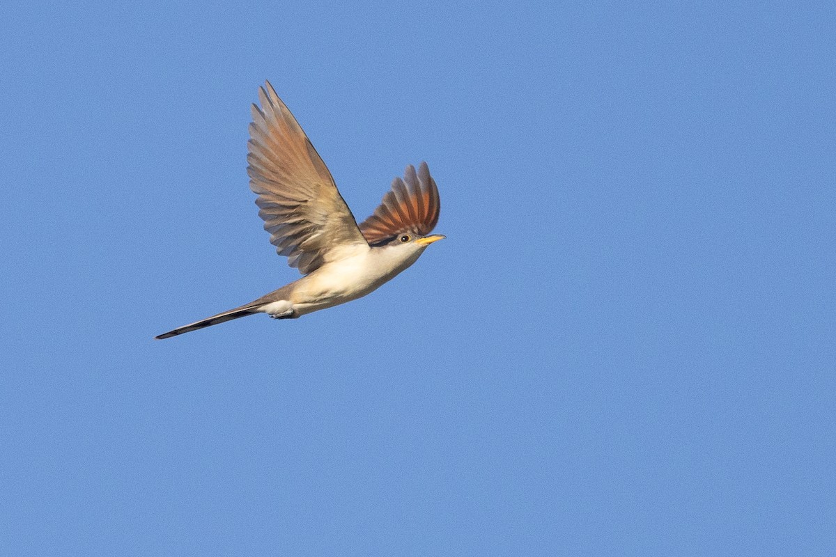 Cuclillo Piquigualdo - ML643461331