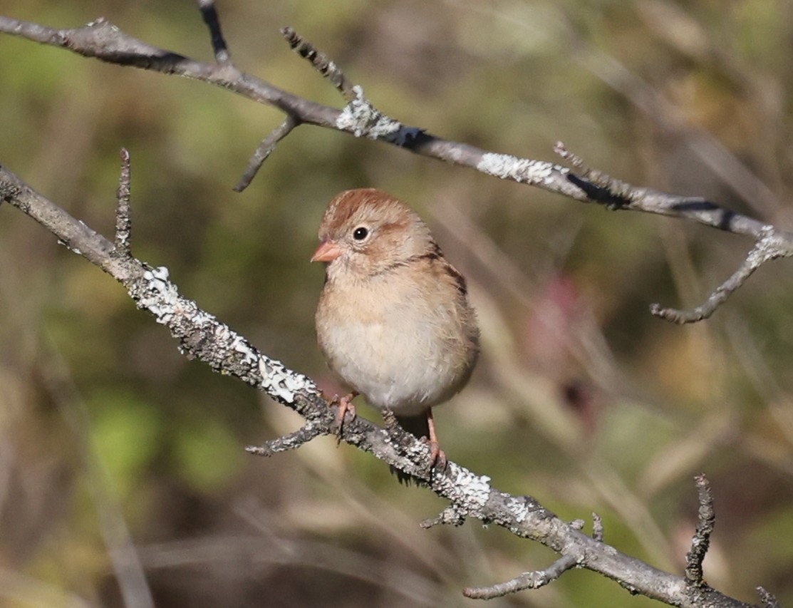 Field Sparrow - ML643461340