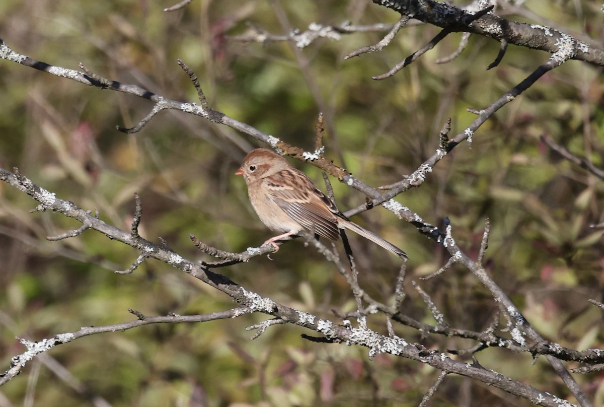 Field Sparrow - ML643461341