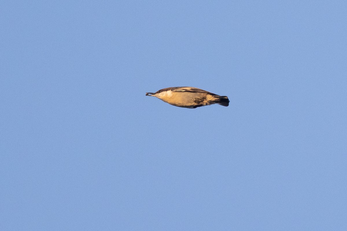 Brown-headed Nuthatch - ML643461354