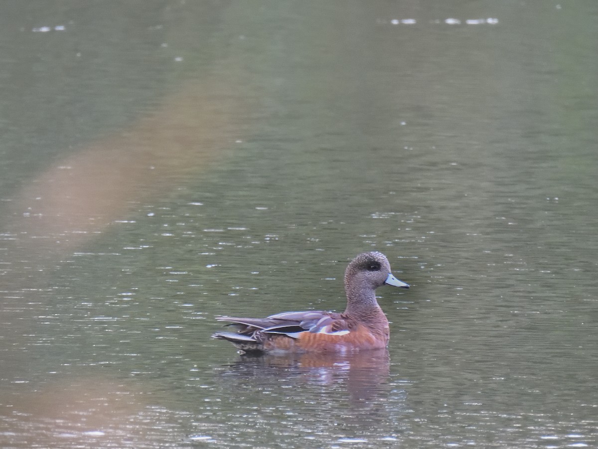Canard d'Amérique - ML643461355