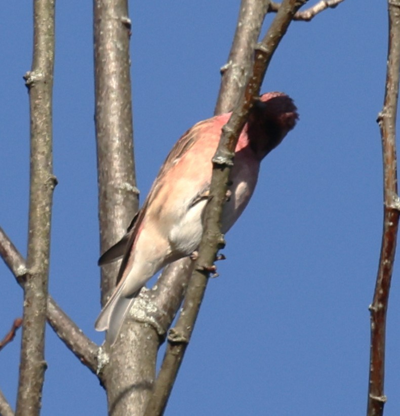 Purple Finch (Eastern) - ML643461356
