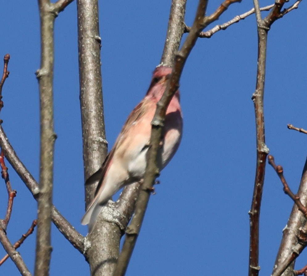 Purple Finch (Eastern) - ML643461357