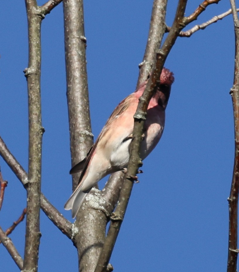 Purple Finch (Eastern) - ML643461358