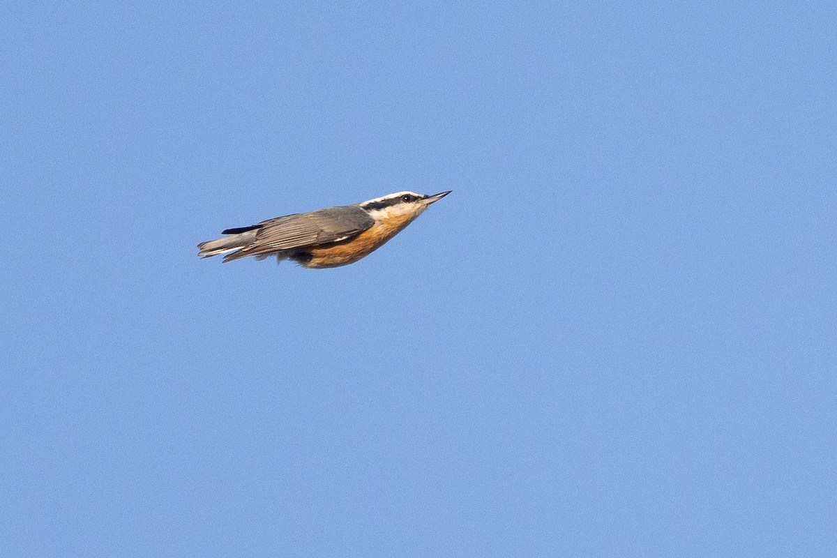 Red-breasted Nuthatch - ML643461360