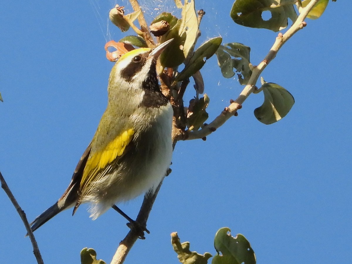 Golden-winged Warbler - ML643461365