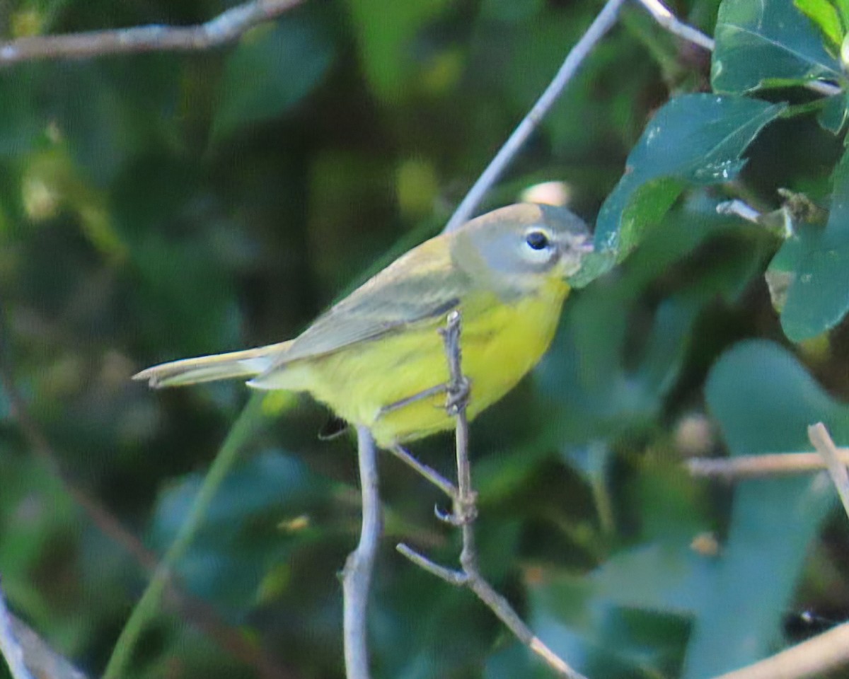 buskparula - ML643461367