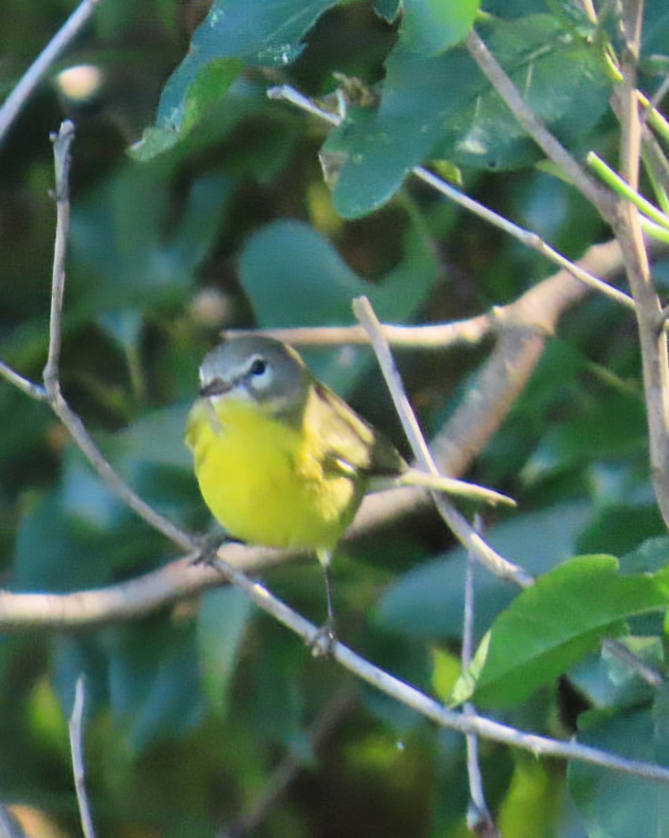 buskparula - ML643461368