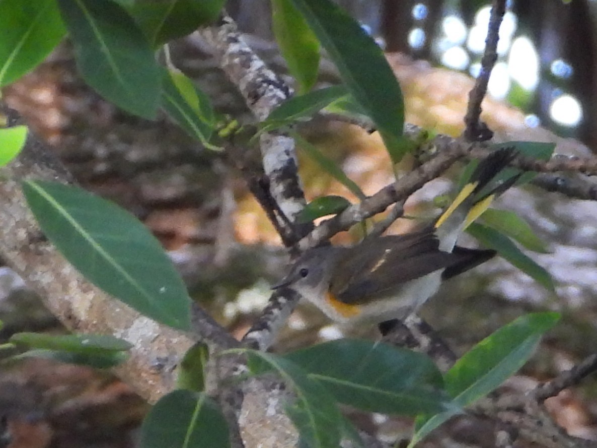 American Redstart - ML643461369