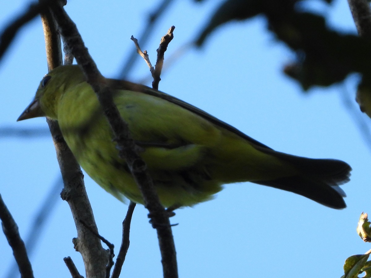 Piranga écarlate - ML643461372