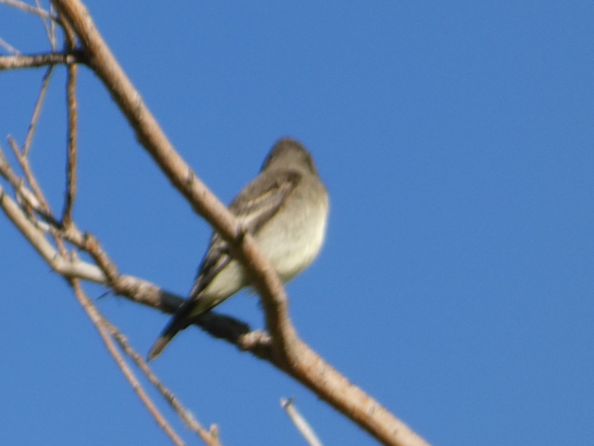 Hammond's Flycatcher - ML643461387