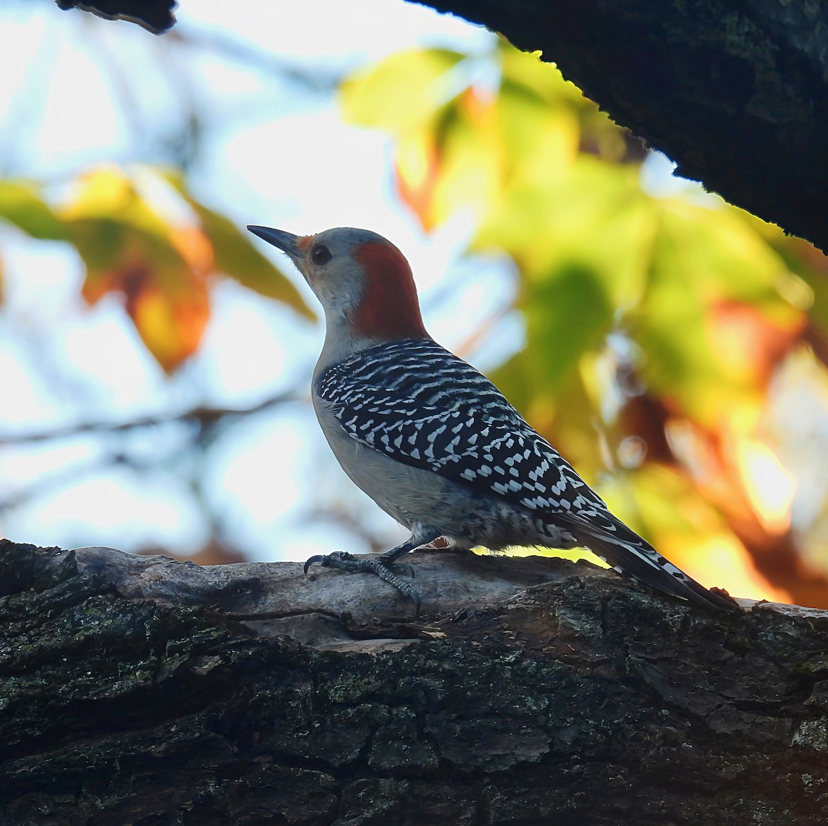 Red-bellied Woodpecker - ML643461390