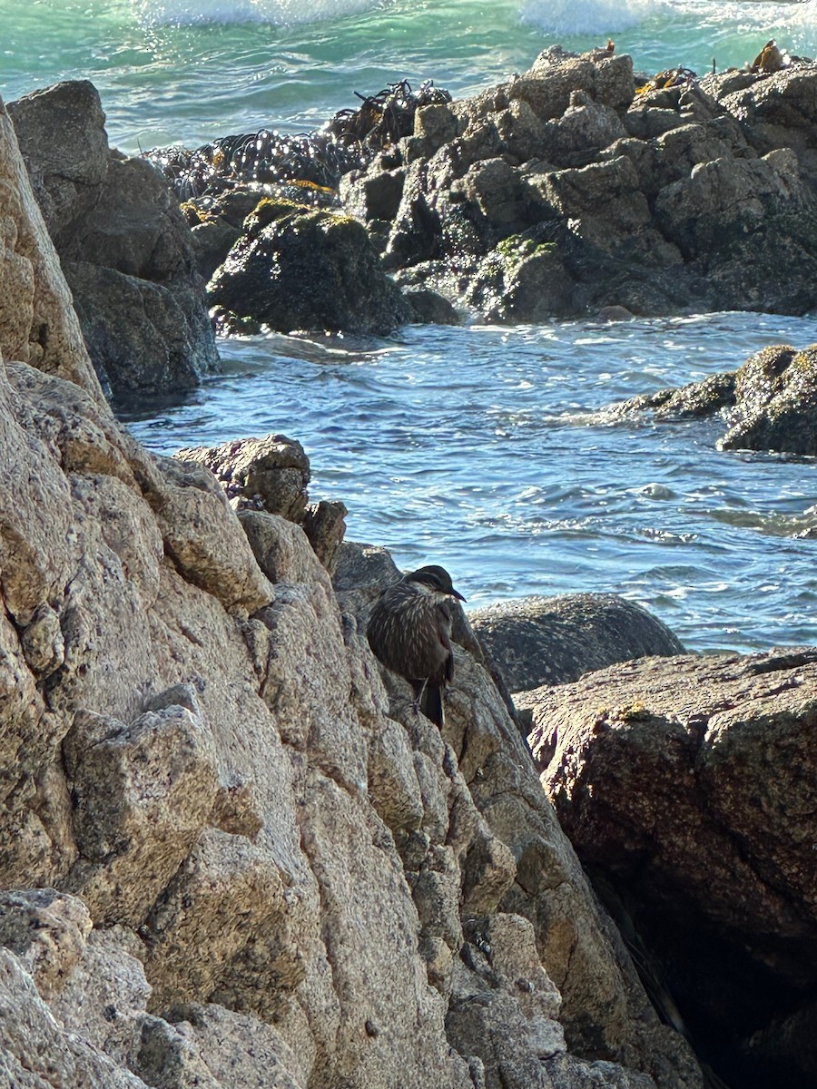 Seaside Cinclodes - ML643461401