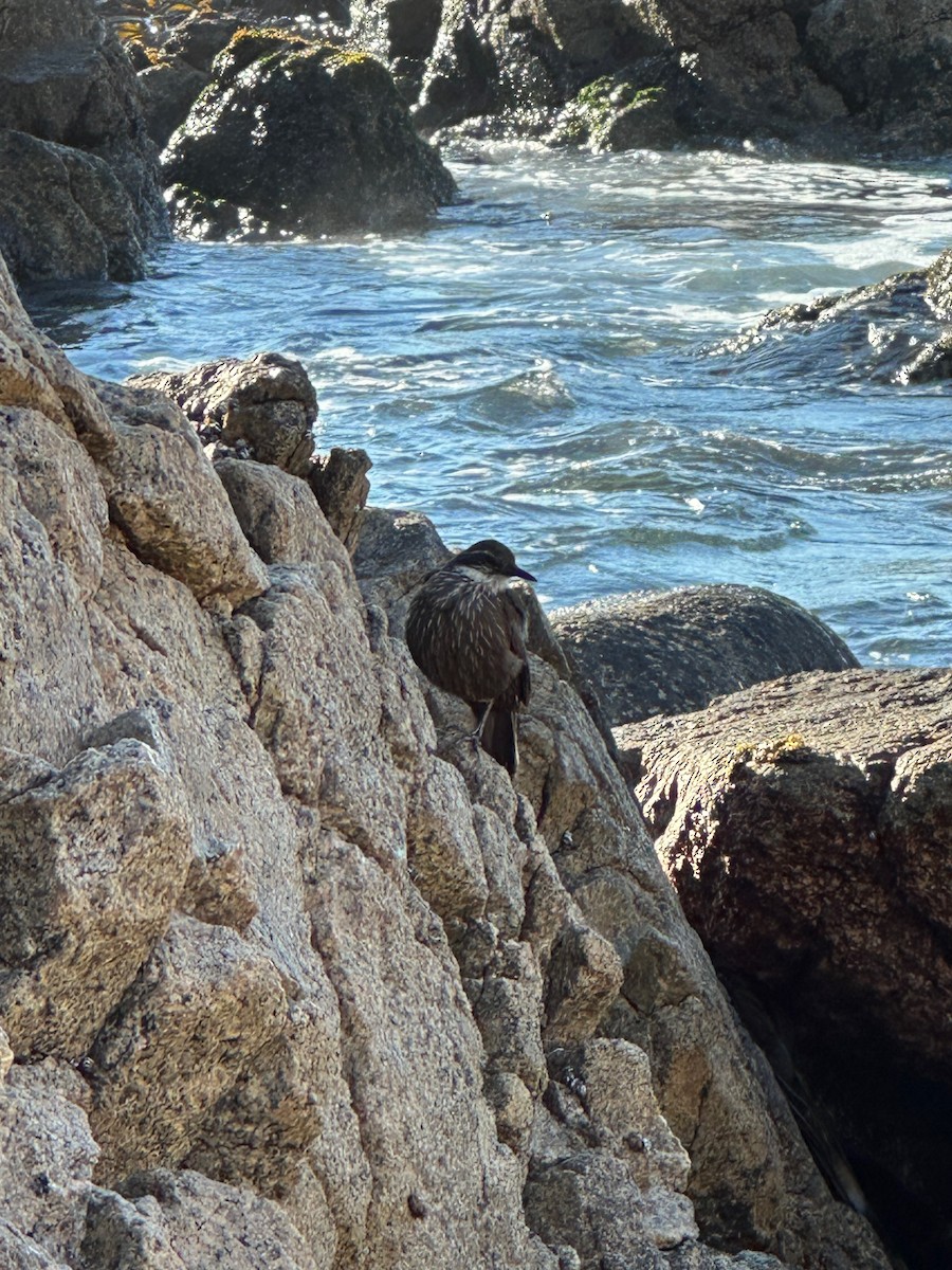 Seaside Cinclodes - ML643461402