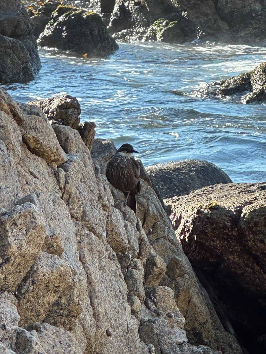 Seaside Cinclodes - ML643461403