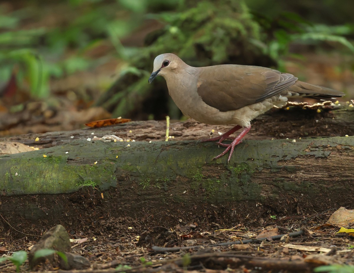 gråpannedue - ML643461416