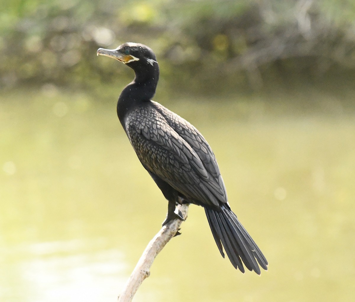 Neotropic Cormorant - ML643461434