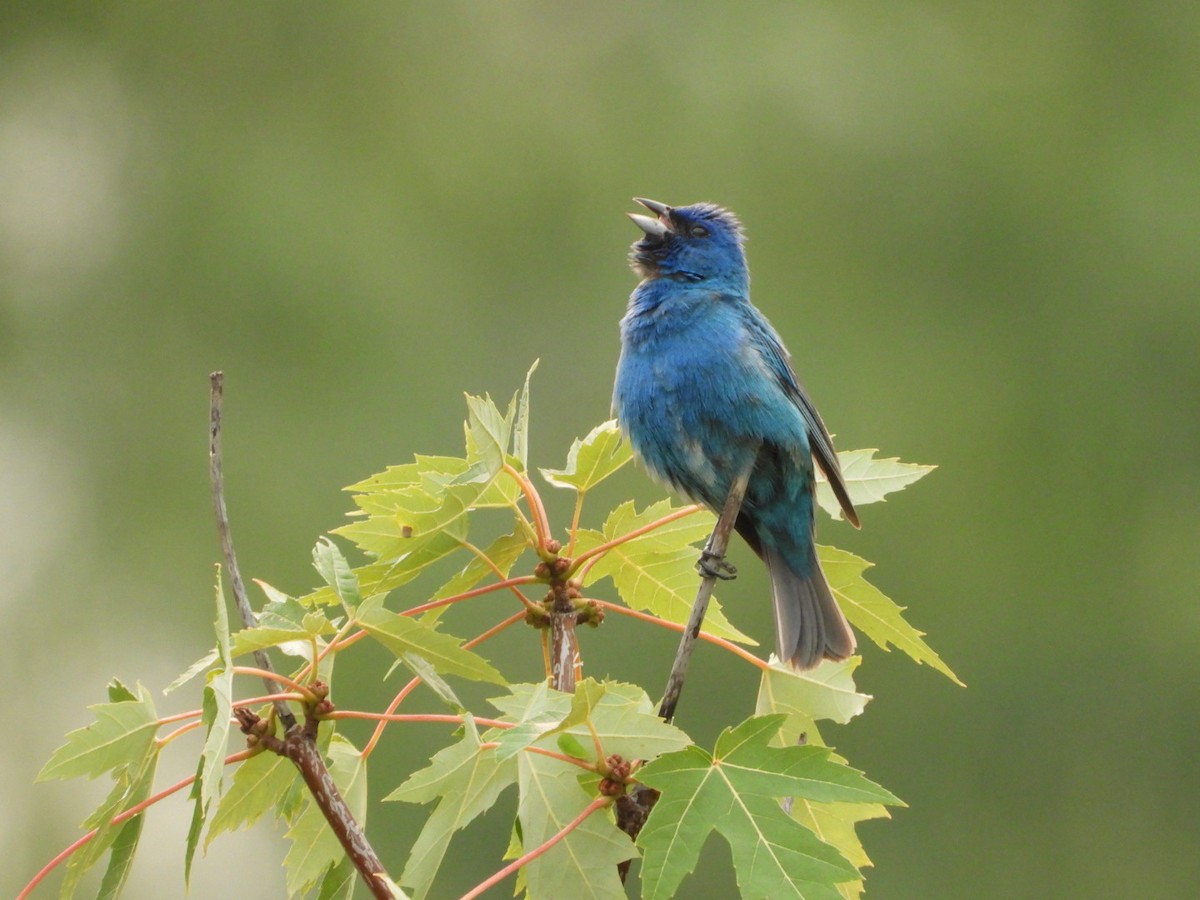 Indigo Bunting - ML643461438