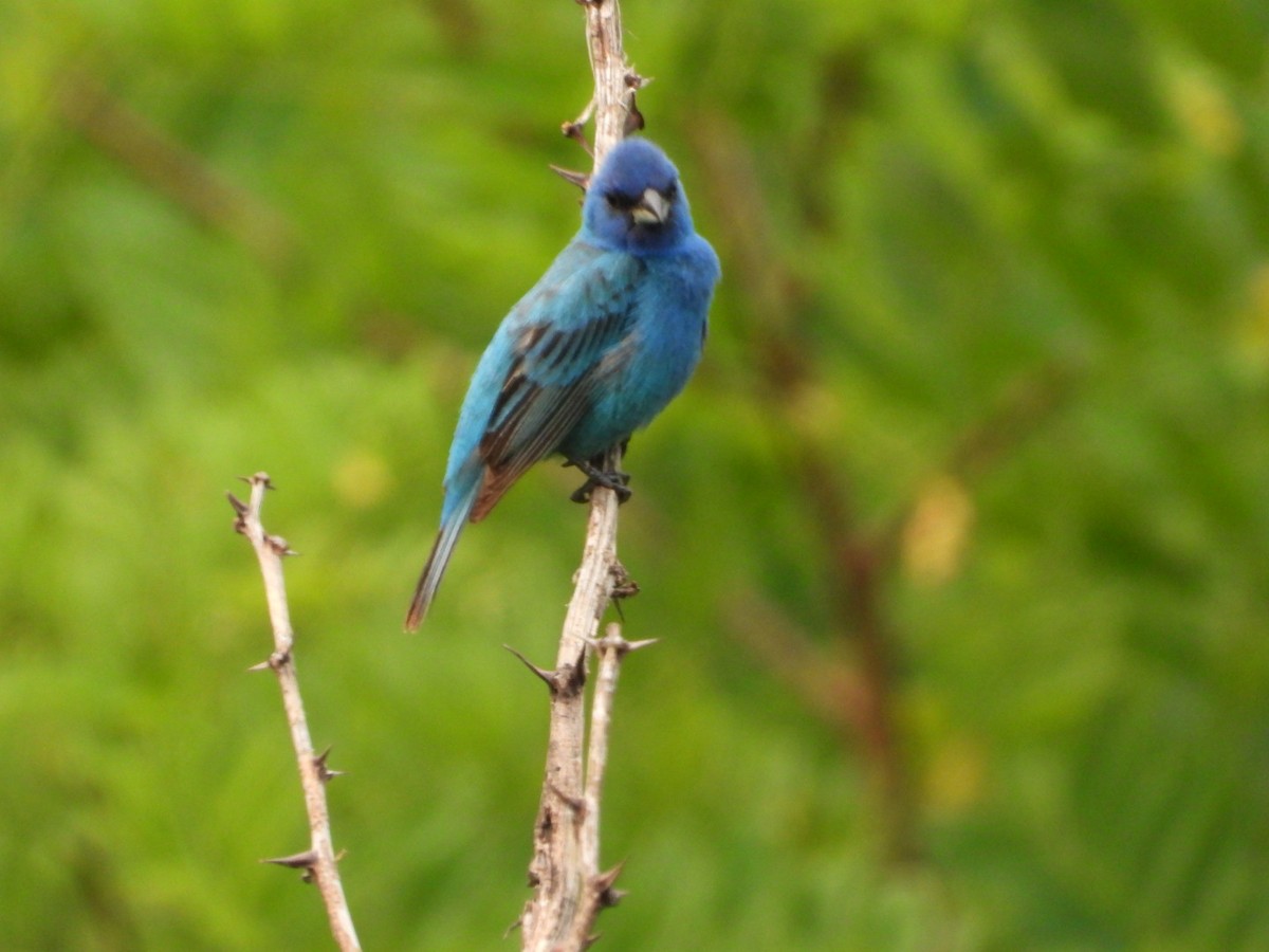 Indigo Bunting - ML643461439
