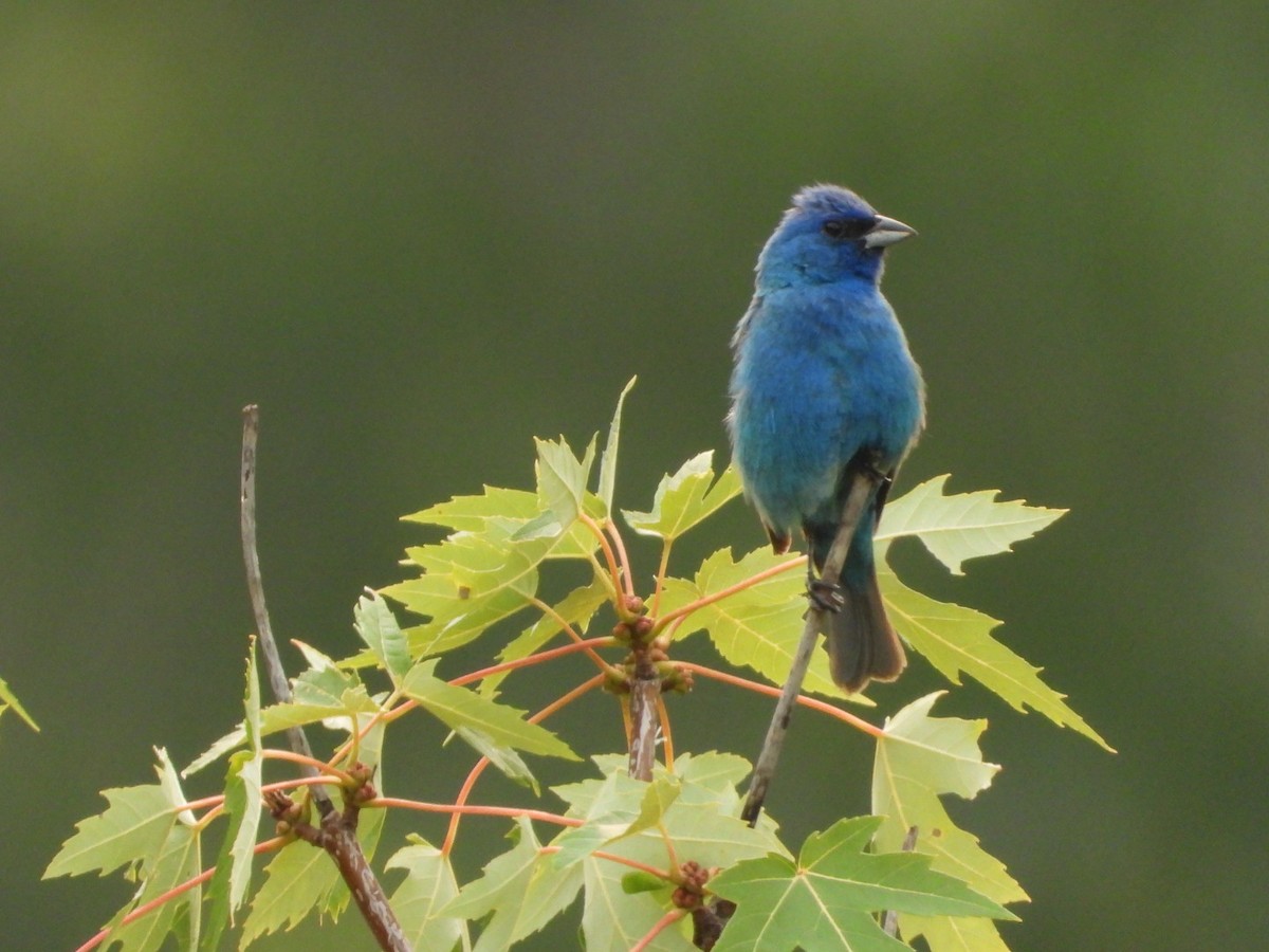 Indigo Bunting - ML643461440
