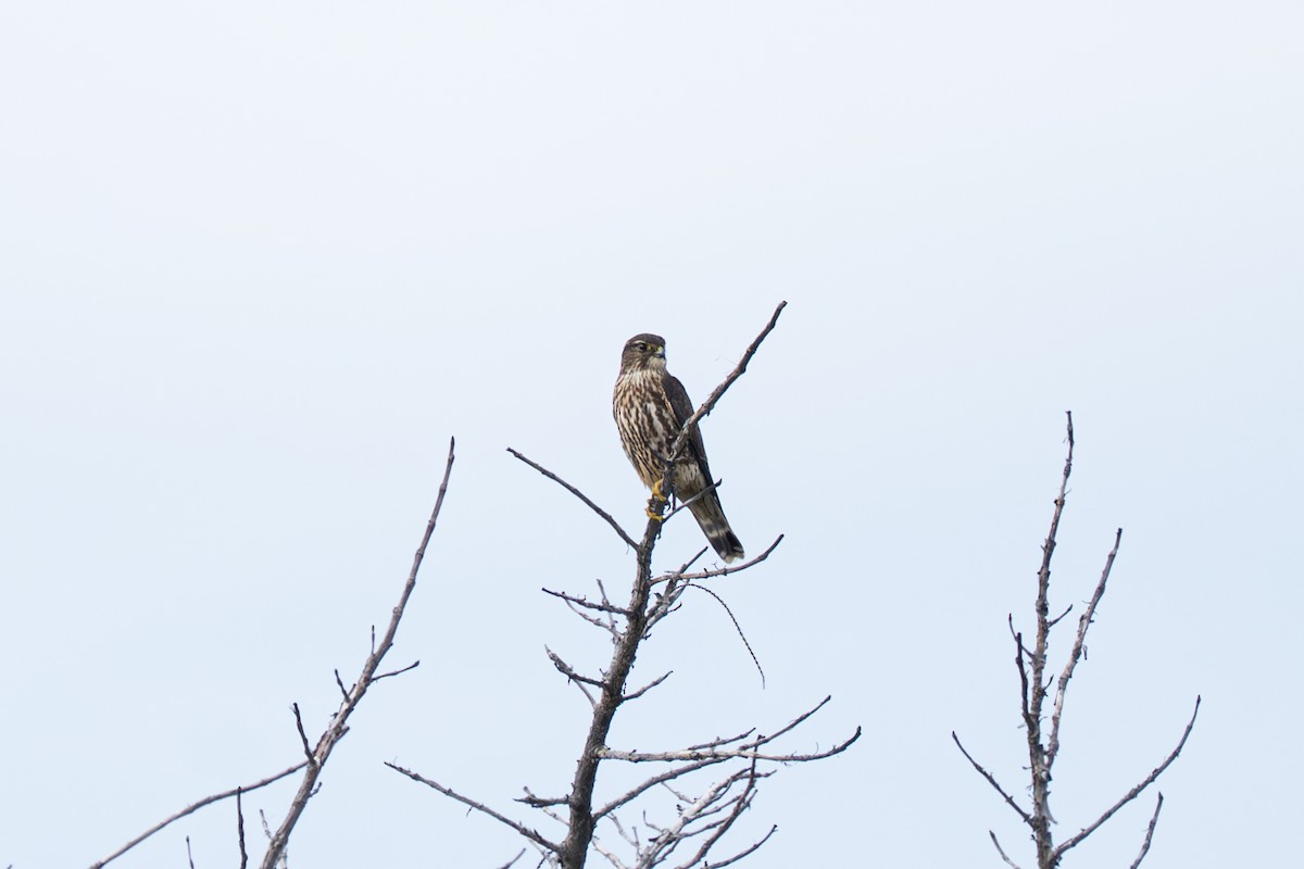 Merlin - ML643461455